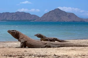 Pulau Komodo, Menyaksikan Keindahan Taman Nasional di NTT yang Kaya pesona