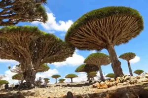 Socotra Island, Menyaksikan Pulau Unik di Yaman yang Sarat Misteri